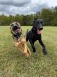 Off Leash K9 Training Highlights Non-E-Collar Training Options for New River Valley and Roanoke Valley Dog Owners
