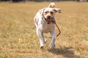 Off Leash K9 Training Blacksburg, VA Photo