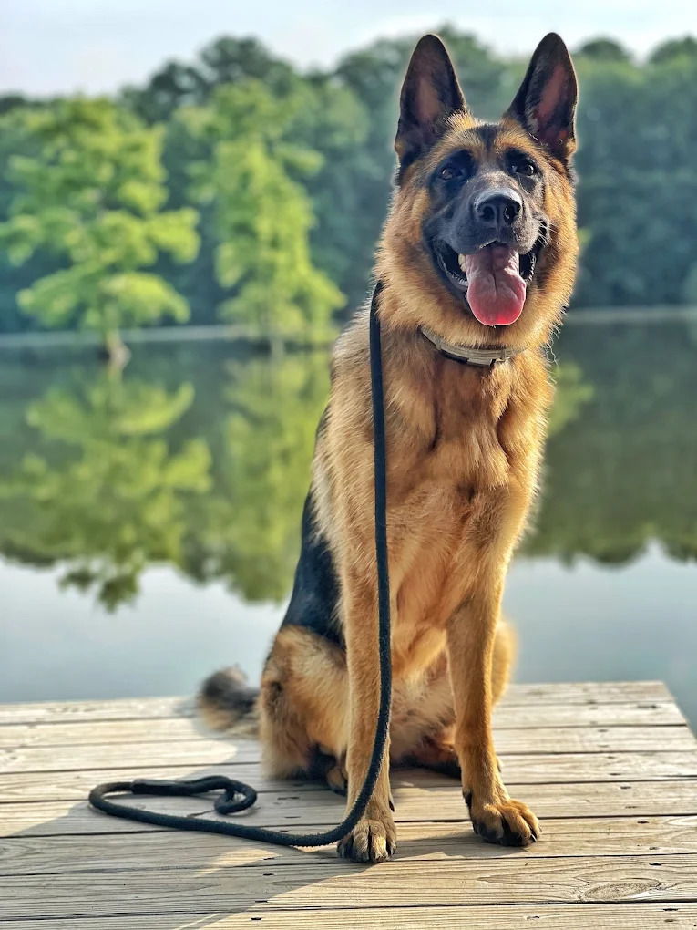 Off Leash K9 Training of Dover, DE Shares Fourth of July Obedience and Safety Reminders for Southern Delaware Dog Owners