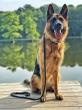 Off Leash K9 Training of Dover, DE Shares Fourth of July Obedience and Safety Reminders for Southern Delaware Dog Owners
