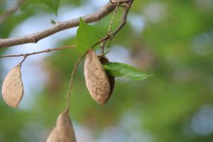 Pongamia Seed Pod
