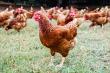 Chatrium Hospitality Announces 100% Cage-Free Egg Use Across All Hotels in Thailand, Milestone for Animal Welfare 