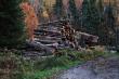Shadows in the Forest: The Human Cost of Romania’s Wood Wars