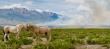New 'Save the Wild West' Initiative Unveils Wild Horse Rewilding Strategy to Help Reduce Wildfire Risk
