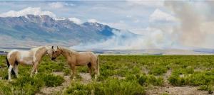 ReWilding Wild Horses Helps Reduce Wildfire Risk-where the horses are granted to roam freely.