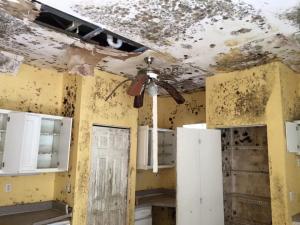 Mold growth in home needing remediation