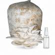 Gachwala Introduces Oyster Mushroom Ready-to-Harvest Kit for Home Cultivation