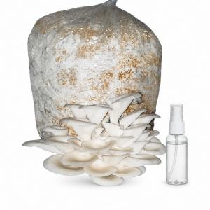 Gachwala Oyster Mushroom Grow Kit Ready-to-Harvest Mushroom Growing Kit with Small Spray Bottle | Oyster Mushroom Cultivation Kit for Home Growing