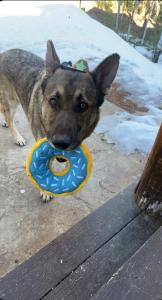 A coalition of Colorado animal-rescue organizations, led by No Kill Colorado, has secured a permanent sanctuary home for a Denver family's German shepherd, Thunder A German Shepherd holds a blue plush donut toy in its mouth, looking at the camera, with snow in the background.