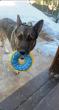 Colorado Rescue Coalition Secures a Permanent Sanctuary Home for a Denver Family's German Shepherd