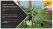 Plant Growth Regulators Market Poised for Strong Growth Amid Rising Food Demand
