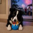 DogTuff Releases Free Fireworks Safety Guide as National Data Shows July 5 Is the Busiest Day of the Year for Lost Dogs