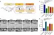 AI-Powered Screening Identifies Promising Hydrogels for Periodontal Therapy