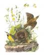 Morris Museum Opens Exhibition of Rare Audubon Prints Paired with Mechanical Songbirds 
