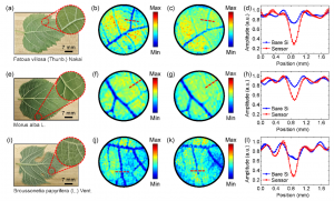 Comparison of THz imaging results of plant leaves obtained using the metamaterial sensor and a bare silicon substrate.