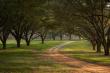 The Wright Group Closes Record Conservation Plantation Sale in Florida's Red Hills