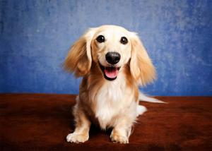 Lachlan, the inspiration of Whimsy, the Little Dachshund: A Cozy Cottage Tale by Christina Altick