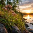 The Forgotten Plants That Naturally Filter Water and Clean the Air