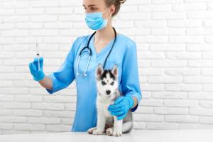 vet with puppy