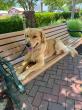 Off Leash K9 Training Greenville Highlights Dog Readiness During Summer Fireworks and Public Events