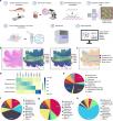 New Spatial Transcriptomics Study Reveals How Bone and Muscle Talk