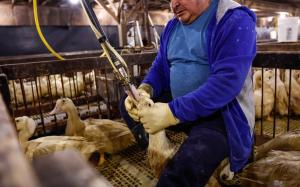Foie Gras Farm February 18, 2026
