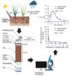 Hidden journey: How buoyant microplastics sink deep into farmland soils 