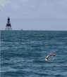 Ani Smith Becomes First Person to Complete Roundtrip Swim Around American Shoal Lighthouse in the Florida Keys