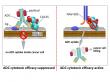 Navrogen Publishes Breakthrough on NAV-005, A CA125 Antagonist That Improves Antibody Cancer Therapy and ADC Efficacy