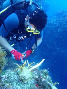 Barcelo Occidental Cozumel - Coral Protection