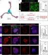 Building Better Smiles, One Cell at a Time            
