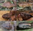 Hidden in the Himalayan mist: Scientists discover a new pit viper from Tibet