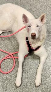 Rescue Husky Snow during her post-operative recheck after facial reconstructive surgery and specialty care at Mount Laurel Animal Hospital