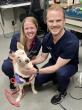 Rescue Husky Receives Life-Changing Facial Reconstruction Surgery at Mount Laurel Animal Hospital