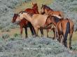 Federal Court Halts BLM Roundup of Carter Reservoir, Buckhorn, and Coppersmith Wild Horses