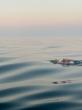 18-Year-Old Marathon Swimmer Maya Merhige Completes North Channel Swim, Her Fifth Oceans Seven Crossing