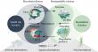 Plastisphere paradox: How microplastic garbage patches could hold the key to their own cleanup