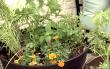 New Exmark Video Offers Tips to Control Mosquitos in the Backyard