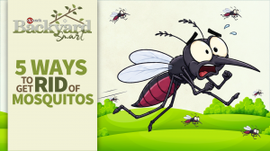 Exmark Backyard Life: 5 Ways to Get Rid of Mosquitos