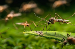 Pest Control in Charlotte NC