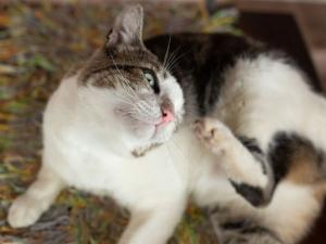 picture of a cat scratching his ears with his foot