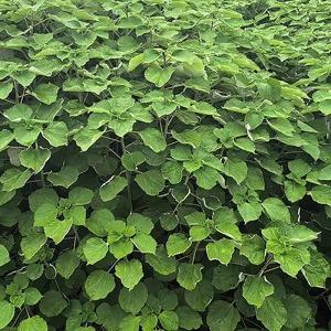Ryoma's own ramie plant cultivation field with lush green ramie crops