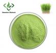 Wholesale Barley Grass Powder Vendor: Demeterherb Showcasing Nutrient-Dense  Superfoods