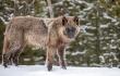 Yellowstone Forever Announces Fall and Winter Lodging & Learning Programs to Explore Yellowstone’s Wildlife and Wonder 