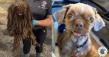 The Grey Muzzle Organization Awards Over $1.18 Million in Grants to Support Senior Dogs Nationwide