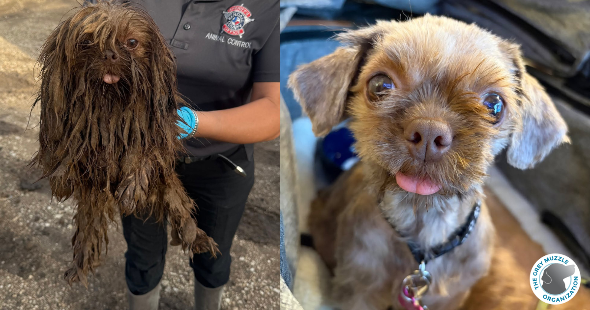 The Grey Muzzle Organization Awards Over $1.18 Million in Grants to Support Senior Dogs Nationwide