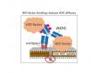 Navrogen Awarded Patent for NAV-001 Anti-Mesothelin Antibody-Drug Conjugate (ADC) Targeting Difficult-to-Treat Cancers