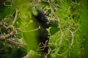 Volcanoes Safaris Partnership Trust Chimpanzee Monitoring Programme