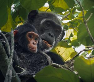 Volcanoes Safaris Partnership Trust Monitoring Programme Chimps
