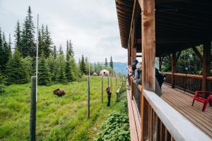 Boo the Rescue Grizzly Bear